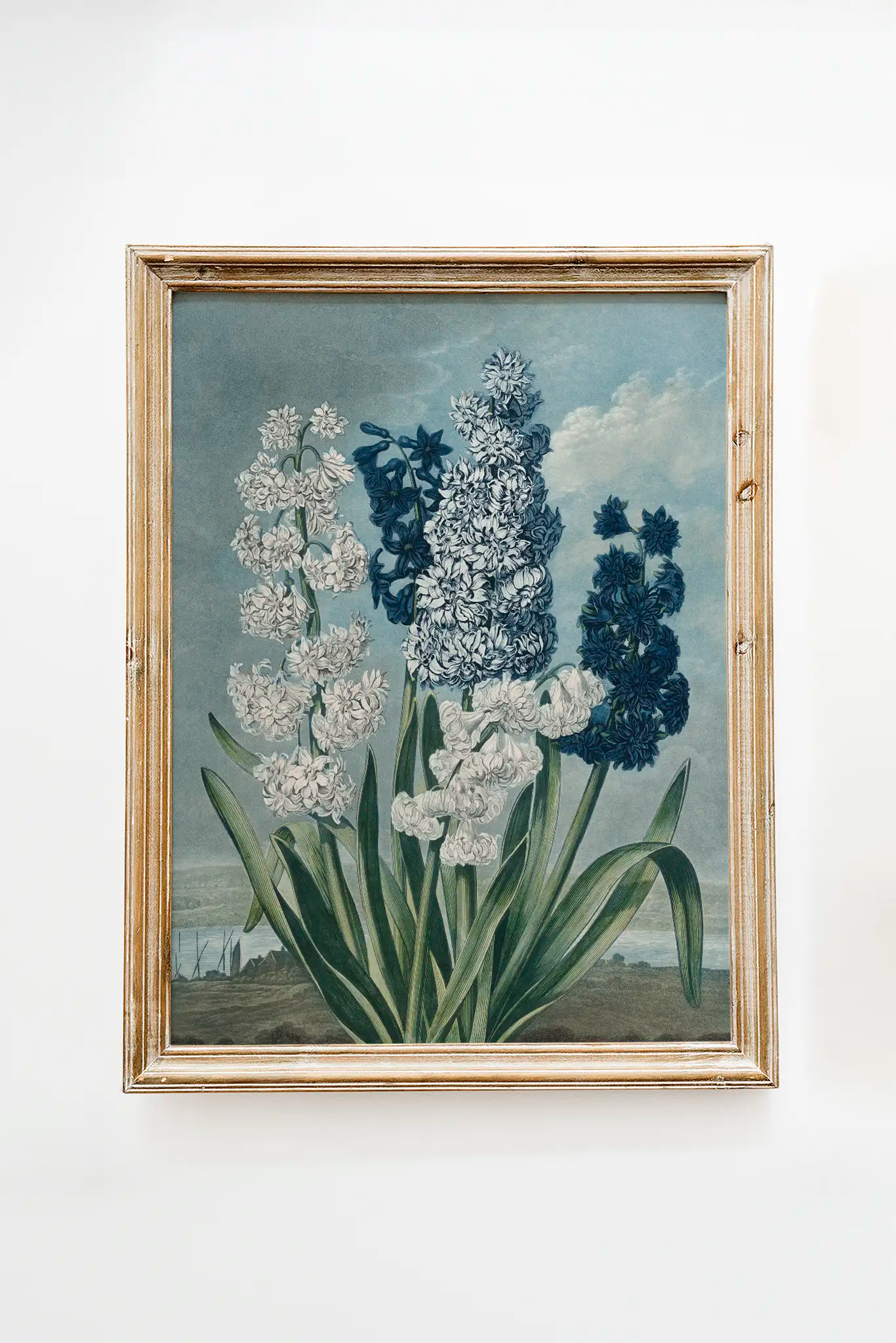 Thomas Warner - Hyacinths #65 a beautiful painting reproduction printed by GalleryInk.Art, a store providing still life wall art prints