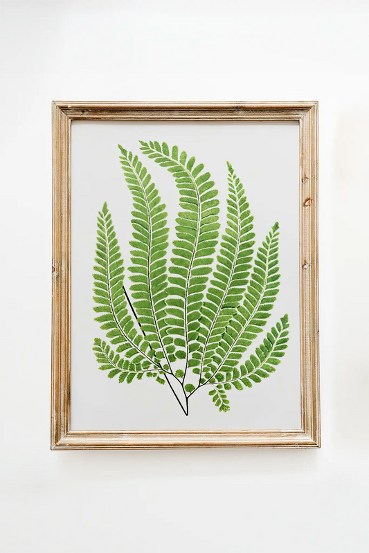 Edward Lowe - Adiantum Pubescens #1 painting reproduction printed by GalleryInk.Art, a store providing botanical wall art prints