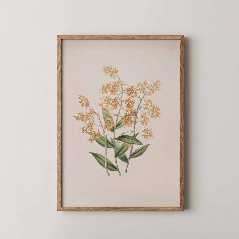 Epidendrum polyanthum by James Bateman - Fine Art Print