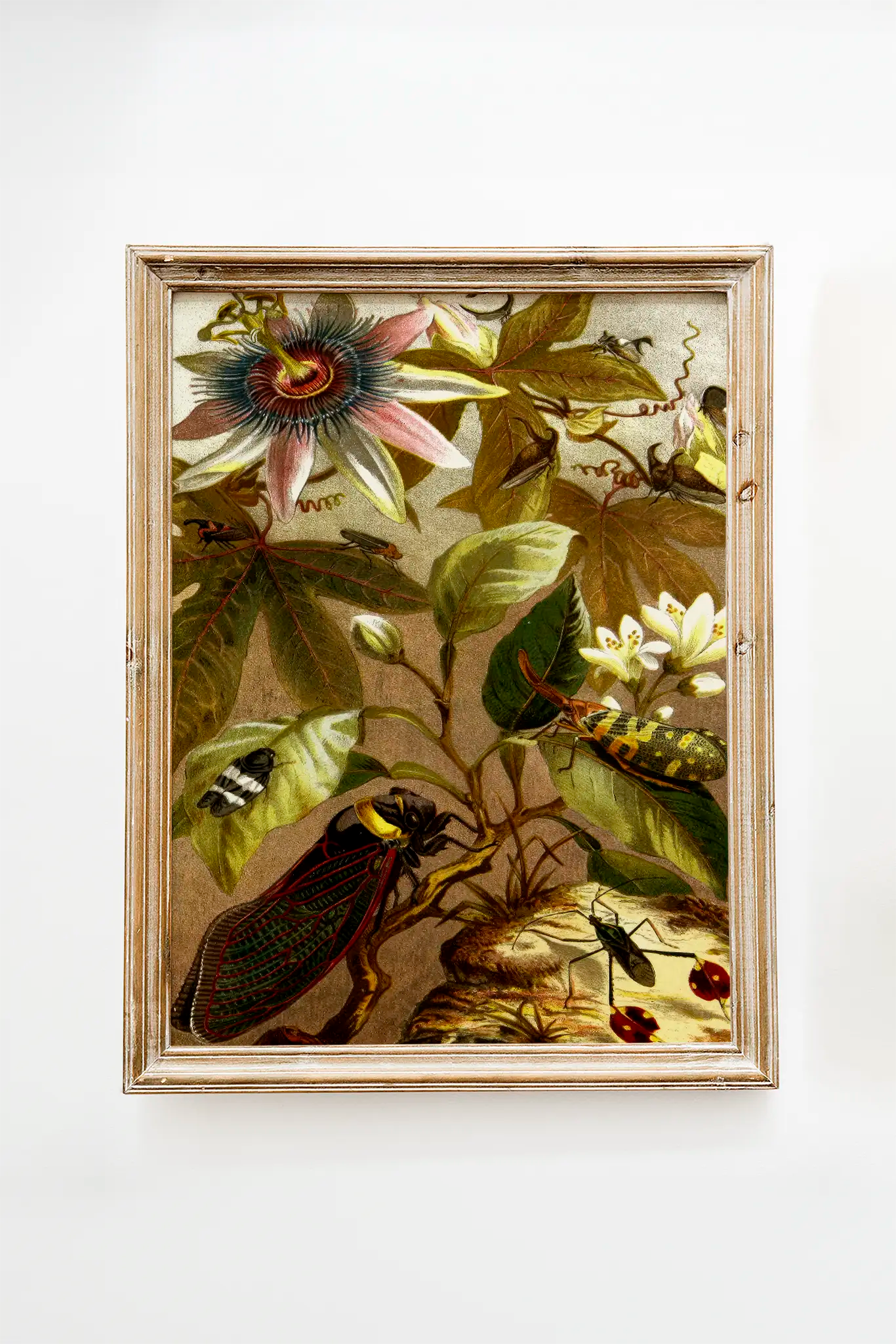 Alfred Edmund Brehm - Die Insekten, Tausendfüssler und Spinnen Pl 19 #3 a beautiful painting reproduction by GalleryInk.Art